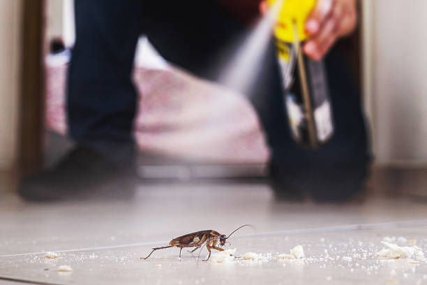 Best Insect Control  in Cedar Point, NC